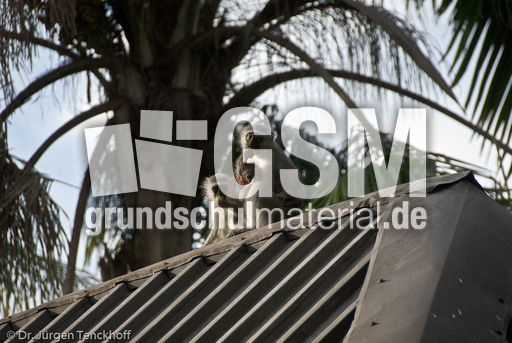 Grüne Meerkatzen (63 von 67).jpg